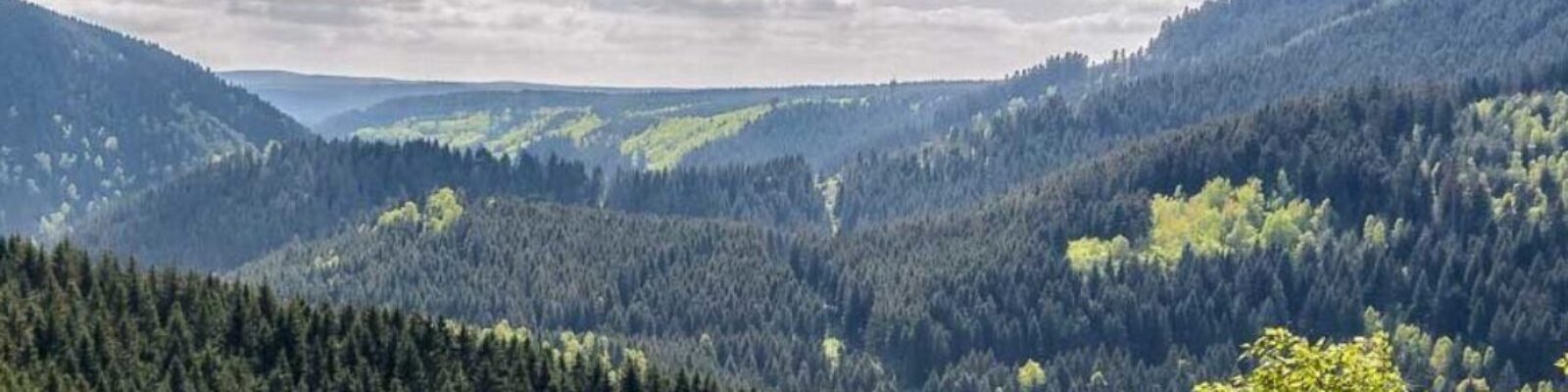 cropped-cropped-cropped-harz-1.jpg